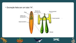 • Excreção feita por um tubo “H”.
 