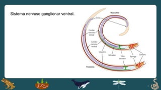 8
Sistema nervoso ganglionar ventral.
 