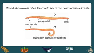 9
Reprodução – maioria dióica, fecundação interna com desenvolvimento indireto.
 