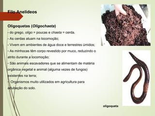 Filo Anelídeos
Oligoquetas (Oligochaeta)
- do grego, oligo = poucas e chaeta = cerda.
- As cerdas atuam na locomoção;
- Vivem em ambientes de água doce e terrestres úmidos;
- As minhocas têm corpo revestido por muco, reduzindo o
atrito durante a locomoção;
- São animais escavadores que se alimentam de matéria
orgânica vegetal e animal (alguma vezes de fungos)
existentes na terra;
- Organismos muito utilizados em agricultura para
adubação do solo.
oligoqueta
 
