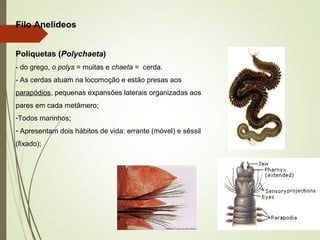 Filo Anelídeos
Poliquetas (Polychaeta)
- do grego, o polys = muitas e chaeta = cerda.
- As cerdas atuam na locomoção e estão presas aos
parapódios, pequenas expansões laterais organizadas aos
pares em cada metâmero;
-Todos marinhos;
- Apresentam dois hábitos de vida: errante (móvel) e séssil
(fixado);
 