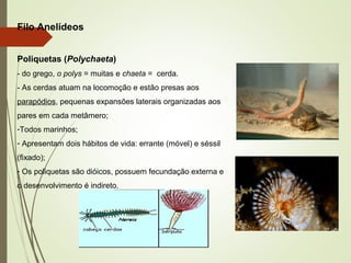 Filo Anelídeos
Poliquetas (Polychaeta)
- do grego, o polys = muitas e chaeta = cerda.
- As cerdas atuam na locomoção e estão presas aos
parapódios, pequenas expansões laterais organizadas aos
pares em cada metâmero;
-Todos marinhos;
- Apresentam dois hábitos de vida: errante (móvel) e séssil
(fixado);
- Os poliquetas são dióicos, possuem fecundação externa e
o desenvolvimento é indireto.
 