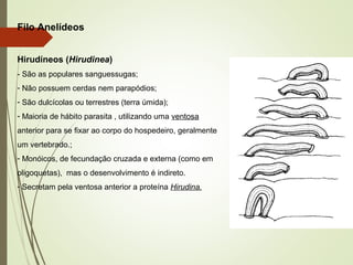 Filo Anelídeos
Hirudíneos (Hirudinea)
- São as populares sanguessugas;
- Não possuem cerdas nem parapódios;
- São dulcícolas ou terrestres (terra úmida);
- Maioria de hábito parasita , utilizando uma ventosa
anterior para se fixar ao corpo do hospedeiro, geralmente
um vertebrado.;
- Monóicos, de fecundação cruzada e externa (como em
oligoquetas), mas o desenvolvimento é indireto.
- Secretam pela ventosa anterior a proteína Hirudina.
 