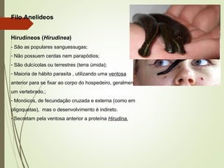 Filo Anelídeos
Hirudíneos (Hirudinea)
- São as populares sanguessugas;
- Não possuem cerdas nem parapódios;
- São dulcícolas ou terrestres (terra úmida);
- Maioria de hábito parasita , utilizando uma ventosa
anterior para se fixar ao corpo do hospedeiro, geralmente
um vertebrado.;
- Monóicos, de fecundação cruzada e externa (como em
oligoquetas), mas o desenvolvimento é indireto.
- Secretam pela ventosa anterior a proteína Hirudina.
 