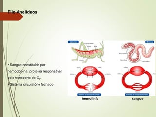 Filo Anelídeos
• Sangue constituído por
hemoglobina, proteína responsável
pelo transporte de O2.
• Sistema circulatório fechado
hemolinfa sangue
 