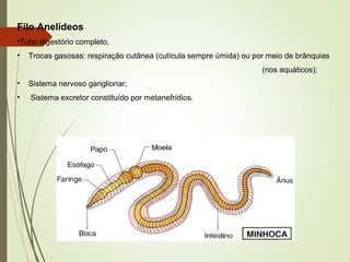 Filo Anelídeos
•Tubo digestório completo,
• Trocas gasosas: respiração cutânea (cutícula sempre úmida) ou por meio de brânquias
(nos aquáticos);
• Sistema nervoso ganglionar;
• Sistema excretor constituído por metanefrídios.
 
