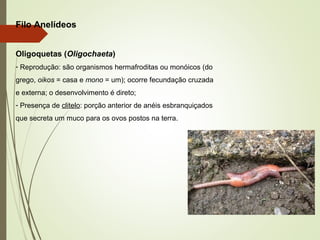 Filo Anelídeos
Oligoquetas (Oligochaeta)
- Reprodução: são organismos hermafroditas ou monóicos (do
grego, oikos = casa e mono = um); ocorre fecundação cruzada
e externa; o desenvolvimento é direto;
- Presença de clitelo: porção anterior de anéis esbranquiçados
que secreta um muco para os ovos postos na terra.
 