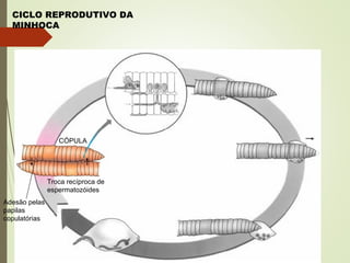 CICLO REPRODUTIVO DA
MINHOCA
CÓPULA
Adesão pelas
papilas
copulatórias
Troca recíproca de
espermatozóides
 