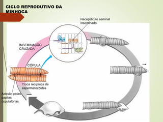 CICLO REPRODUTIVO DA
MINHOCA
INSEMINAÇÃO
CRUZADA
Receptáculo seminal
inseminado
CÓPULA
Adesão pelas
papilas
copulatórias
Troca recíproca de
espermatozóides
 