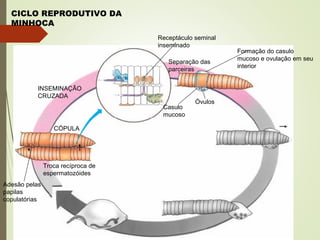 CICLO REPRODUTIVO DA
MINHOCA
INSEMINAÇÃO
CRUZADA
Receptáculo seminal
inseminado
Separação das
parceiras
Formação do casulo
mucoso e ovulação em seu
interior
Casulo
mucoso
Óvulos
CÓPULA
Adesão pelas
papilas
copulatórias
Troca recíproca de
espermatozóides
 