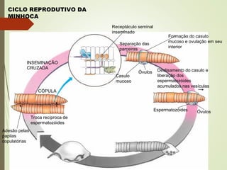 CICLO REPRODUTIVO DA
MINHOCA
INSEMINAÇÃO
CRUZADA
Receptáculo seminal
inseminado
Separação das
parceiras
Formação do casulo
mucoso e ovulação em seu
interior
Deslisamento do casulo e
liberação dos
espermatozóides
acumulados nas vesículas
Casulo
mucoso
Óvulos
Espermatozóides Óvulos
CÓPULA
Adesão pelas
papilas
copulatórias
Troca recíproca de
espermatozóides
 