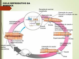CICLO REPRODUTIVO DA
MINHOCA
INSEMINAÇÃO
CRUZADA
Receptáculo seminal
inseminado
Separação das
parceiras
Formação do casulo
mucoso e ovulação em seu
interior
Deslisamento do casulo e
liberação dos
espermatozóides
acumulados nas vesículas
Casulo
mucoso
Óvulos
Espermatozóides Óvulos
FECUNDAÇÃO
EXTERNA
Libertação do casulo
com ovos
Casulo
Ovos
CÓPULA
Adesão pelas
papilas
copulatórias
Troca recíproca de
espermatozóides
 