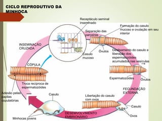 CICLO REPRODUTIVO DA
MINHOCA
INSEMINAÇÃO
CRUZADA
Receptáculo seminal
inseminado
Separação das
parceiras
Formação do casulo
mucoso e ovulação em seu
interior
Deslisamento do casulo e
liberação dos
espermatozóides
acumulados nas vesículas
Casulo
mucoso
Óvulos
Espermatozóides Óvulos
FECUNDAÇÃO
EXTERNA
Libertação do casulo
com ovos
Casulo
Ovos
DESEMVOLVIMENTO
EMBRIONÁRIO
Casulo
Minhocas jovens
CÓPULA
Adesão pelas
papilas
copulatórias
Troca recíproca de
espermatozóides
 