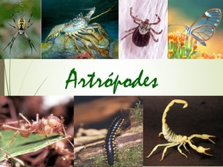 Artrópodes
 