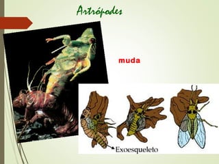 muda
Artrópodes
 