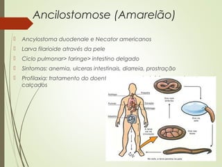 Ancilostomose (Amarelão)
 Ancylostoma duodenale e Necator americanos
 Larva filarioide através da pele
 Ciclo pulmonar> faringe> intestino delgado
 Sintomas: anemia, ulceras intestinais, diarreia, prostração
 Profilaxia: tratamento do doente, saneamento básico, uso de
calçados
 
