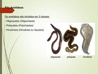 Filo Anelídeos
Os anelídeos são divididos em 3 classes:
- Oligoquetas (Oligochaeta)
- Poliquetas (Polychaetas)
- Hirudíneos (Hirudinea ou Aquetas)
oligoqueta poliqueta hirudíneo
 