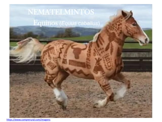 https://www.comprerural.com/imagens
NEMATELMINTOS
Equinos (Equus caballus)
 