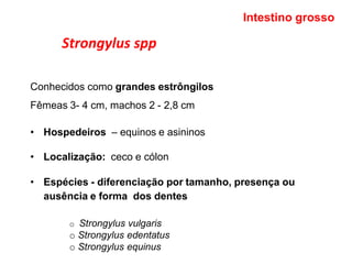 Strongylus spp
Intestino grosso
Conhecidos como grandes estrôngilos
Fêmeas 3- 4 cm, machos 2 - 2,8 cm
• Hospedeiros – equinos e asininos
• Localização: ceco e cólon
• Espécies - diferenciação por tamanho, presença ou
ausência e forma dos dentes
o Strongylus vulgaris
o Strongylus edentatus
o Strongylus equinus
 