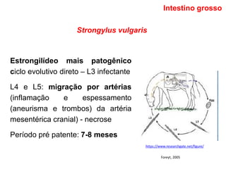 Strongylus vulgaris
Estrongilídeo mais patogênico
ciclo evolutivo direto – L3 infectante
L4 e L5: migração por artérias
(inflamação e espessamento
(aneurisma e trombos) da artéria
mesentérica cranial) - necrose
Período pré patente: 7-8 meses
Intestino grosso
https://www.researchgate.net/figure/
Foreyt, 2005
 
