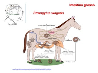 Strongylus vulgaris
Intestino grosso
https://integrada.minhabiblioteca.com.br/#/books/9788527731959/cfi/6/74!/4/2@0:0
Foreyt, 2005
 