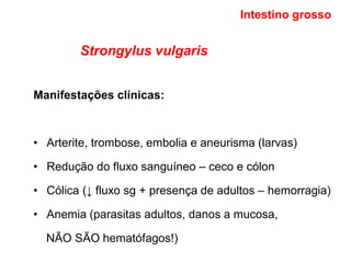 Strongylus vulgaris
Manifestações clínicas:
• Arterite, trombose, embolia e aneurisma (larvas)
• Redução do fluxo sanguíneo – ceco e cólon
• Cólica (↓ fluxo sg + presença de adultos – hemorragia)
• Anemia (parasitas adultos, danos a mucosa,
NÃO SÃO hematófagos!)
Intestino grosso
 