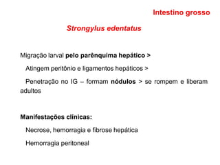 Strongylus edentatus
Migração larval pelo parênquima hepático >
Atingem peritônio e ligamentos hepáticos >
Penetração no IG – formam nódulos > se rompem e liberam
adultos
Manifestações clínicas:
Necrose, hemorragia e fibrose hepática
Hemorragia peritoneal
Intestino grosso
 