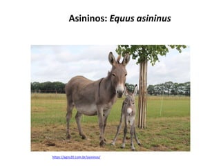 Asininos: Equus asininus
https://agro20.com.br/asininos/
 