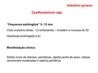 Cyathostomum spp
“Pequenos estrôngilos” 5- 12 mm
Ciclo evolutivo direto L3 (infectante) – invadem a mucosa do IG
Hipobiose prolongada (L4)
Manifestação clínica:
Súbito início de diarreia, periódicas, rápida perda de peso, cólicas
recorrentes moderadas e edema periférico
Intestino grosso
 