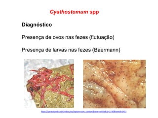 Diagnóstico
Presença de ovos nas fezes (flutuação)
Presença de larvas nas fezes (Baermann)
Cyathostomum spp
https://parasitipedia.net/index.php?option=com_content&view=article&id=3140&Itemid=3451
 