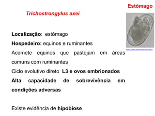 Trichostrongylus axei
Localização: estômago
Hospedeiro: equinos e ruminantes
Acomete equinos que pastejam em áreas
comuns com ruminantes
Ciclo evolutivo direto L3 e ovos embrionados
Alta capacidade de sobrevivência em
condições adversas
Existe evidência de hipobiose
Estômago
https://www.researchgate.net/figure/
 