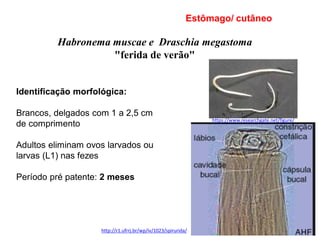 Habronema muscae e Draschia megastoma
"ferida de verão"
Identificação morfológica:
Brancos, delgados com 1 a 2,5 cm
de comprimento
Adultos eliminam ovos larvados ou
larvas (L1) nas fezes
Período pré patente: 2 meses
Estômago/ cutâneo
https://www.researchgate.net/figure/
http://r1.ufrrj.br/wp/iv/1023/spirurida/
 