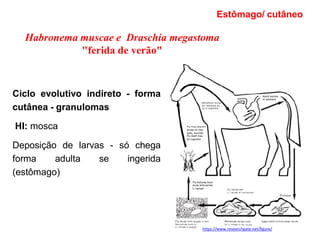 Habronema
Ciclo evolutivo indireto - forma
cutânea - granulomas
HI: mosca
Deposição de larvas - só chega
forma adulta se ingerida
(estômago)
Estômago/ cutâneo
Habronema muscae e Draschia megastoma
"ferida de verão"
https://www.researchgate.net/figure/
 