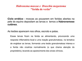 Ciclo errático - moscas ao pousarem em feridas abertas na
pele do equino depositam as larvas e temos a Habronemose
cutânea.
As lesões aparecem nos olhos, escroto e patas.
Essas larvas ficam na ferida se alimentando, provocando uma
resposta inflamatória local e uma reação granulomatosa, na tentativa
de englobar as larvas, formando uma lesão granulomatosa intensa e
a ferida não cicatriza normalmente (o que chama atenção do
proprietário), levando ao aparecimento dos sinais clínicos.
Habronema muscae e Draschia megastoma
"ferida de verão"
 