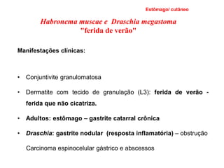 Manifestações clínicas:
• Conjuntivite granulomatosa
• Dermatite com tecido de granulação (L3): ferida de verão -
ferida que não cicatriza.
• Adultos: estômago – gastrite catarral crônica
• Draschia: gastrite nodular (resposta inflamatória) – obstrução
Carcinoma espinocelular gástrico e abscessos
Estômago/ cutâneo
Habronema muscae e Draschia megastoma
"ferida de verão"
 