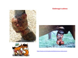 Estômago/ cutâneo
https://cavalus.com.br/saude-animal/habronemose-cutanea-equina
 