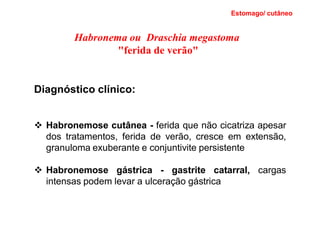 Habronema ou Draschia megastoma
"ferida de verão"
Diagnóstico clínico:
❖ Habronemose cutânea - ferida que não cicatriza apesar
dos tratamentos, ferida de verão, cresce em extensão,
granuloma exuberante e conjuntivite persistente
❖ Habronemose gástrica - gastrite catarral, cargas
intensas podem levar a ulceração gástrica
Estomago/ cutâneo
 