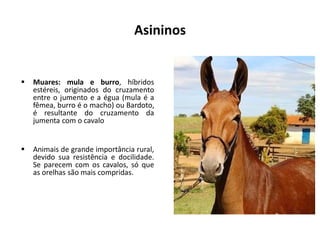 Asininos
▪ Muares: mula e burro, híbridos
estéreis, originados do cruzamento
entre o jumento e a égua (mula é a
fêmea, burro é o macho) ou Bardoto,
é resultante do cruzamento da
jumenta com o cavalo
▪ Animais de grande importância rural,
devido sua resistência e docilidade.
Se parecem com os cavalos, só que
as orelhas são mais compridas.
 
