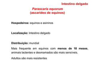 Parascaris equorum
(ascarídeo de equinos)
Hospedeiros: equinos e asininos
Localização: Intestino delgado
Distribuição: mundial
Mais frequente em equinos com menos de 18 meses,
animais lactentes e desmamados são mais sensíveis.
Adultos são mais resistentes
Intestino delgado
 
