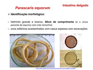 Parascaris equorum
➢ Identificação morfológica:
– helminto grande e branco, 40cm de comprimento (é o único
parasita de equinos com este tamanho)
– ovos esféricos acastanhados com casca espessa com escavações
Intestino delgado
https://www.google.com.br/search?q=Parascaris+equorum&tbm=isch&ved
 
