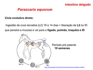 Parascaris equorum
Ciclo evolutivo direto:
Ingestão de ovos larvados (L2) 10 a 14 dias > liberação de L2 no ID
que penetra a mucosa e vai para o fígado, pulmão, traquéia e ID
Intestino delgado
Período pré patente
10 semanas
https://www.google.com.br/search?q=Parascaris+equorum&tbm=isch&ved
 