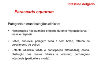 Parascaris equorum
Patogenia e manifestações clínicas:
• Hemorragias nos pulmões e fígado durante migração larval –
tosse e dispneia
• Febre, anorexia, pelagem seca e sem brilho, retardo no
crescimento de potros
• Enterite (diarreia fétida e constipação alternadas), cólica,
obstrução dos ductos biliares e intestino; perfurações
intestinais (peritonite e morte).
Intestino delgado
 