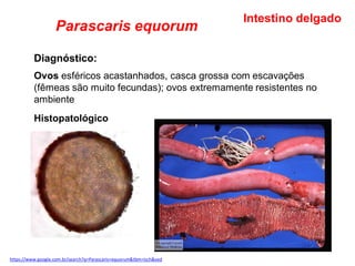 Parascaris equorum
Diagnóstico:
Ovos esféricos acastanhados, casca grossa com escavações
(fêmeas são muito fecundas); ovos extremamente resistentes no
ambiente
Histopatológico
Intestino delgado
https://www.google.com.br/search?q=Parascaris+equorum&tbm=isch&ved
 