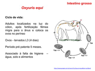 Oxyuris equi
Adultos localizados na luz do
cólon, após fertilização fêmea
migra para o ânus e coloca os
ovos no períneo
Ovos - larvados L3 (4 dias)
Período pré patente 5 meses.
Associado à falta de higiene –
água, solo e alimentos
Intestino grosso
Ciclo de vida:
https://www.google.com.br/search?q=Oxyuris+equi&tbm=isch&ved
 