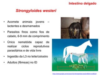 Strongyloides westeri
• Acomete animais jovens –
lactentes e desmamados
• Parasitos finos como fios de
cabelo, 6-9 mm de comprimento
• Único nematóide capaz de
realizar ciclos reprodutivos
parasitários e de vida livre
• Ingestão da L3 no leite/colostro
• Adultos (fêmeas) no ID
Intestino delgado
https://www.google.com.br/search?q=Strongyloides+westeri&tbm=isch&ved
 