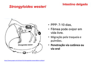 Strongyloides westeri
• PPP: 7-10 dias,
• Fêmea pode ovipor em
vida livre.
• Migração pela traqueia e
pulmões.
• Penetração via cutânea ou
via oral
Intestino delgado
https://www.google.com.br/search?q=Strongyloides+westeri&tbm=isch&ved
 