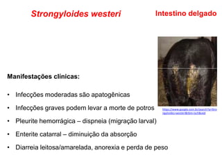 Strongyloides westeri
Manifestações clínicas:
• Infecções moderadas são apatogênicas
• Infecções graves podem levar a morte de potros
• Pleurite hemorrágica – dispneia (migração larval)
• Enterite catarral – diminuição da absorção
• Diarreia leitosa/amarelada, anorexia e perda de peso
Intestino delgado
https://www.google.com.br/search?q=Stro
ngyloides+westeri&tbm=isch&ved
 