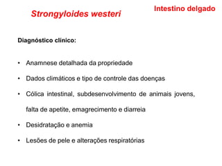 Diagnóstico clínico:
• Anamnese detalhada da propriedade
• Dados climáticos e tipo de controle das doenças
• Cólica intestinal, subdesenvolvimento de animais jovens,
falta de apetite, emagrecimento e diarreia
• Desidratação e anemia
• Lesões de pele e alterações respiratórias
Intestino delgado
Strongyloides westeri
 