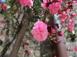 Nematelmintos equinos 2021