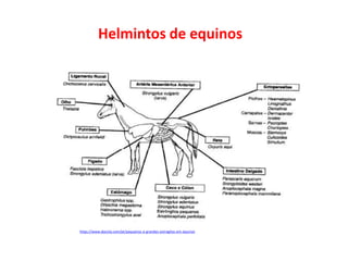 Helmintos de equinos
https://www.docsity.com/pt/pequenos-e-grandes-estrogilos-em-equinos
 